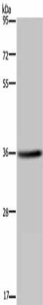 KCNK17 Antibody PACO16578