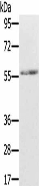 REC8 Antibody PACO16962