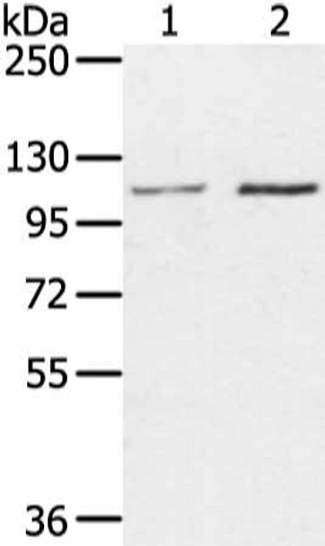 MED16 Antibody PACO17237