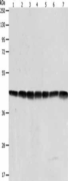 ACTB Antibody PACO17455