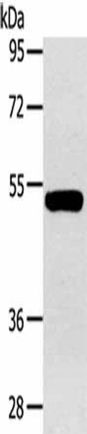 GJA9 Antibody PACO17740