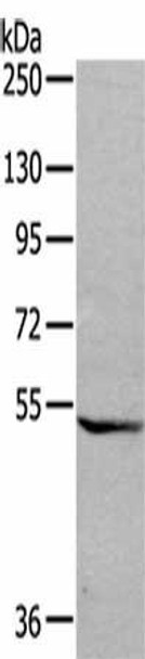 GDF7 Antibody PACO17981