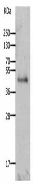 LAYN Antibody PACO18143