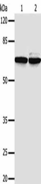 PIF1 Antibody PACO18213