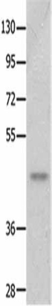 NTSR2 Antibody PACO18299