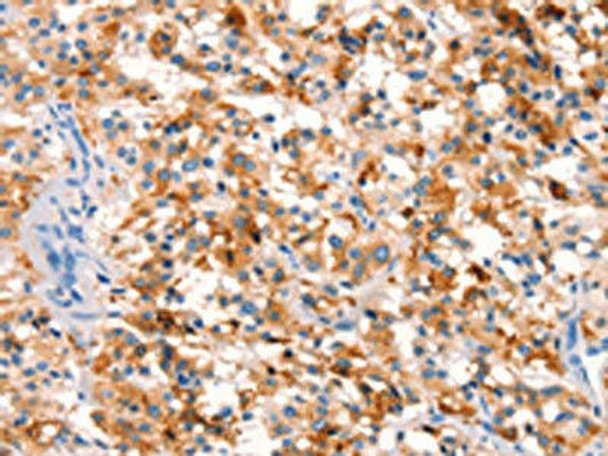 SPRN Antibody PACO18390