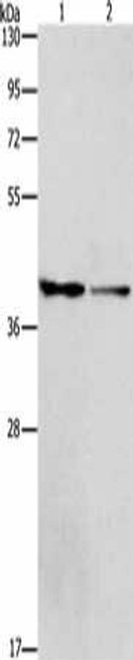 ACP2 Antibody PACO18512