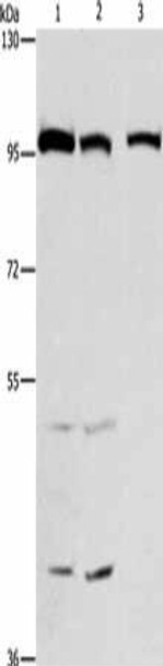 ANAPC4 Antibody PACO18570