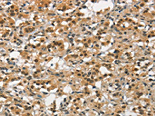 ANAPC4 Antibody PACO18571