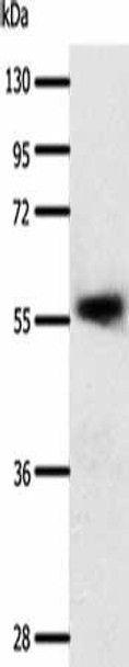 SLC22A17 Antibody PACO18897