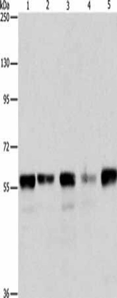 ARIH2 Antibody PACO19136