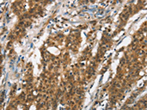 BCAS4 Antibody PACO19346