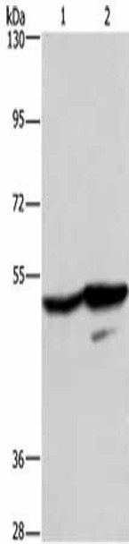 GPR39 Antibody PACO19738