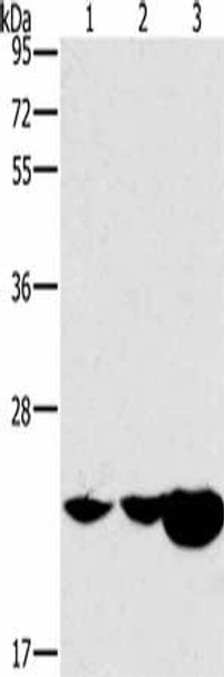 HRASLS2 Antibody PACO19782