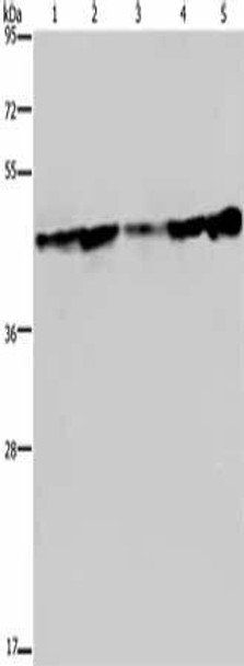 CERS4 Antibody PACO19926