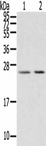 MIG7 Antibody PACO20020