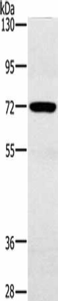 POU6F2 Antibody PACO20265