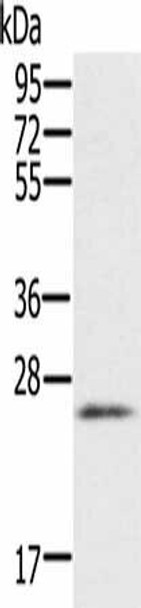 RBM38 Antibody PACO20325