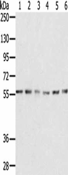 SERINC2 Antibody PACO20438