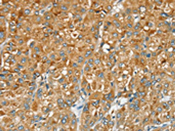SERINC2 Antibody PACO20438