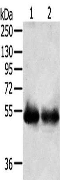 SERINC3 Antibody PACO20440