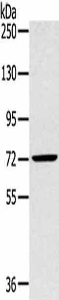 SLC27A5 Antibody PACO20499