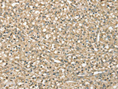 SMAGP Antibody PACO20548
