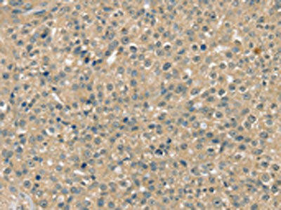 SMAGP Antibody PACO20548