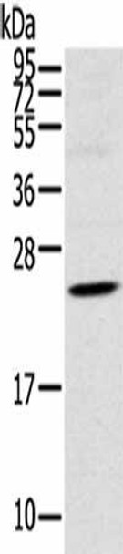 TSPAN13 Antibody PACO20706