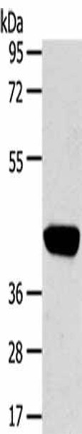 PRSS50 Antibody PACO20776