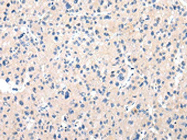 MUC7 Antibody PACO20978
