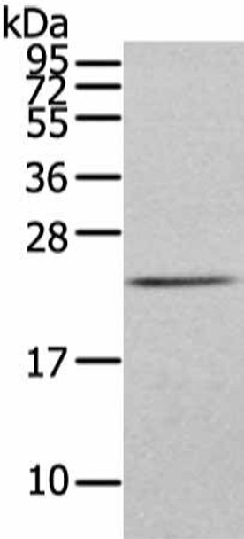 FGF6 Antibody PACO20995