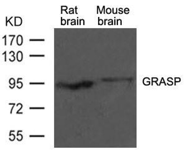 Gripap1 Antibody PACO21462