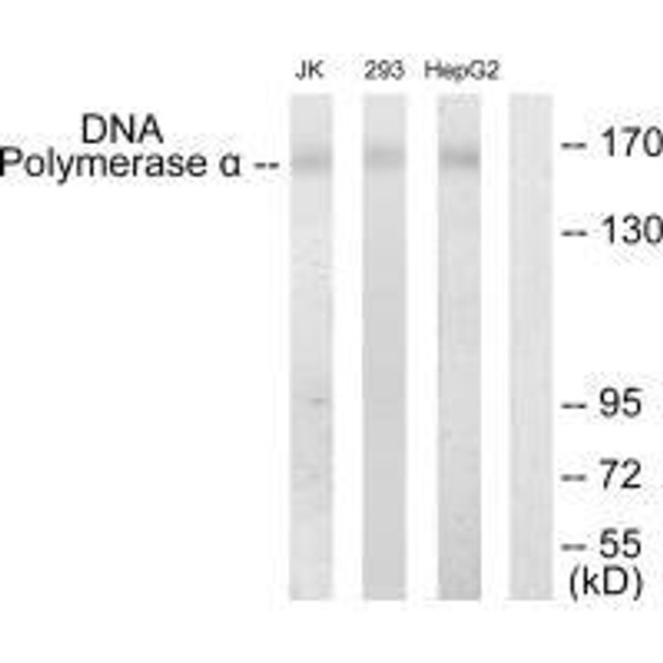 POLA1 Antibody PACO21724