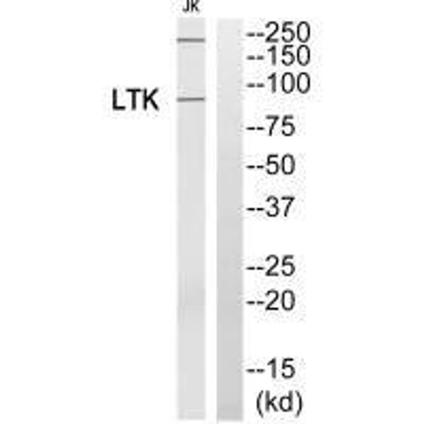 LTK Antibody PACO21766