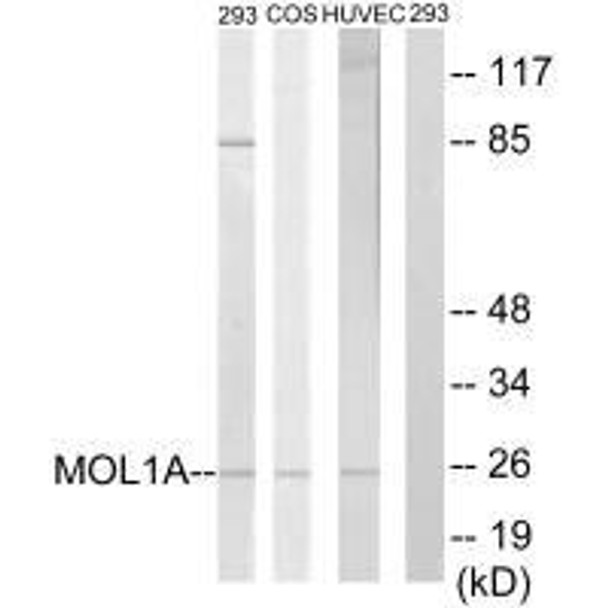MOB1B Antibody PACO21883