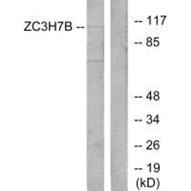 ZC3H7B Antibody PACO21976