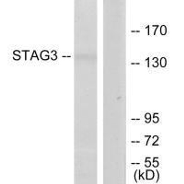 STAG3 Antibody PACO21980