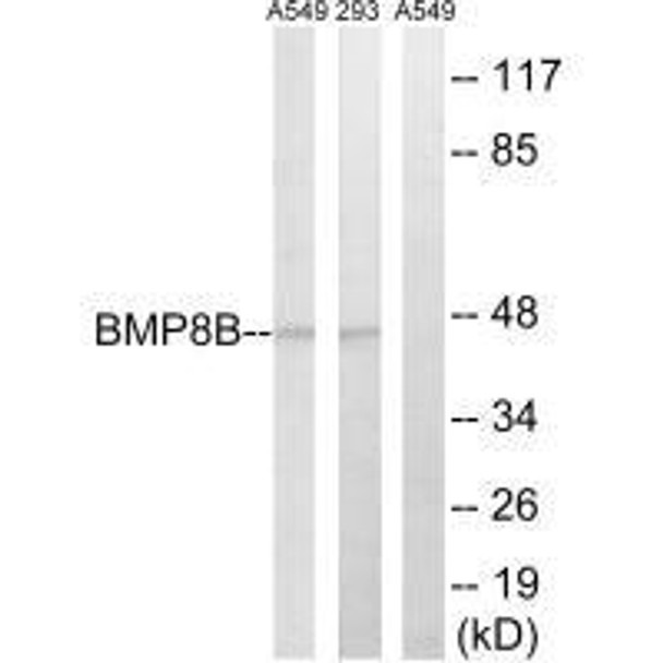 BMP8B Antibody PACO22206