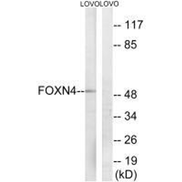 FOXN4 Antibody PACO22335