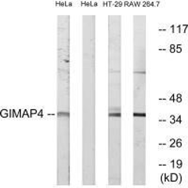 GIMAP4 Antibody PACO22358