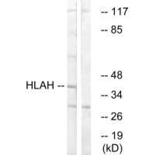 HLA-H Antibody PACO22369