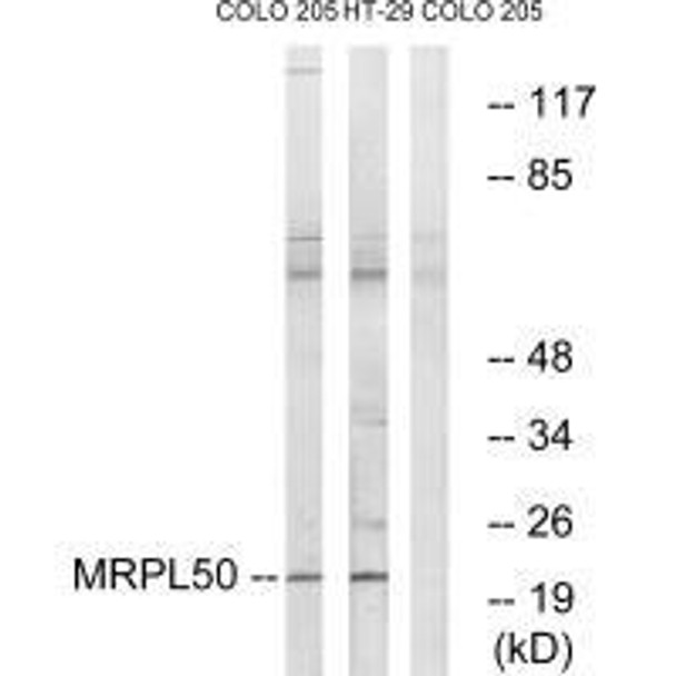 MRPL50 Antibody PACO22425