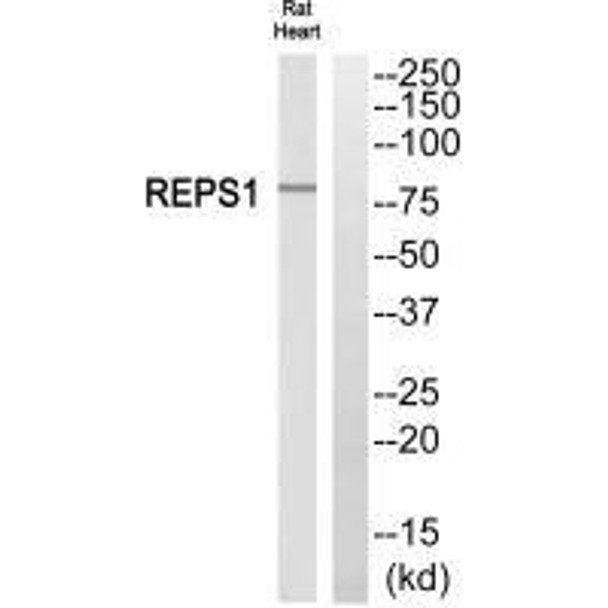 REPS1 Antibody PACO22542
