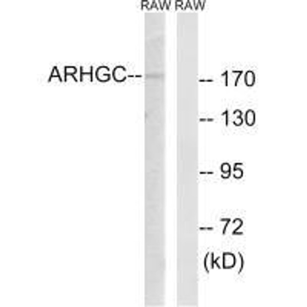 ARHGEF12 Antibody PACO22572