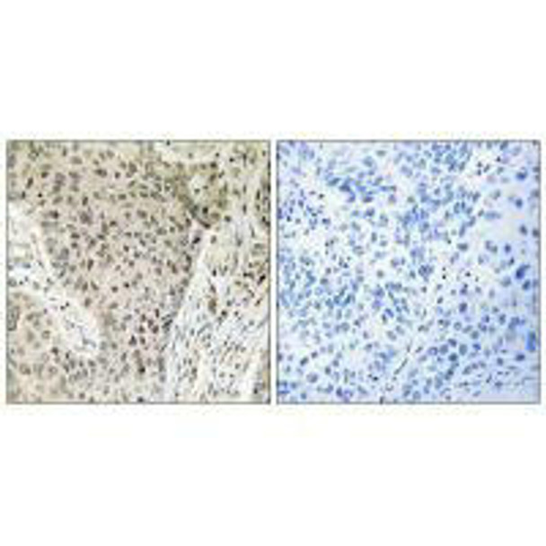 ARHGEF19 Antibody PACO22574