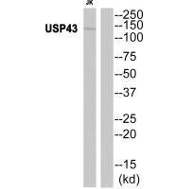 USP43 Antibody PACO22672