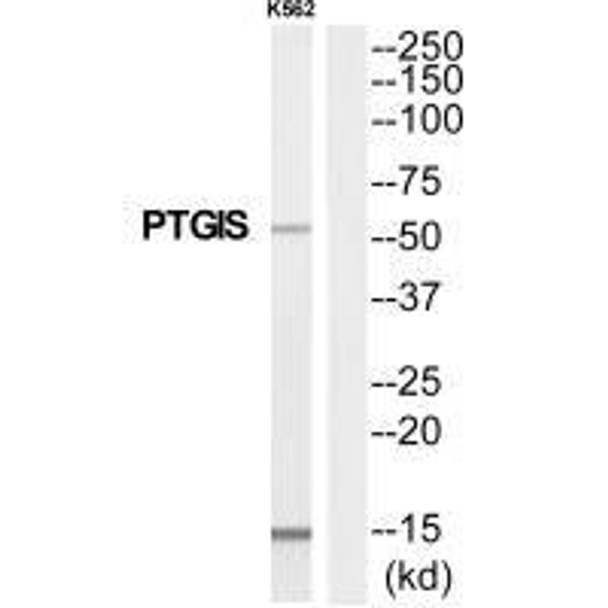 PTGIS Antibody PACO22775