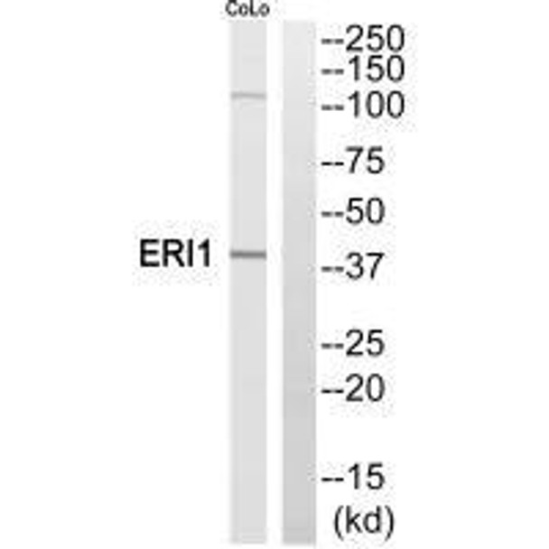 ERI1 Antibody PACO22811