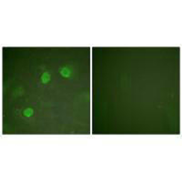 GATA3/GATA2 Antibody PACO23034